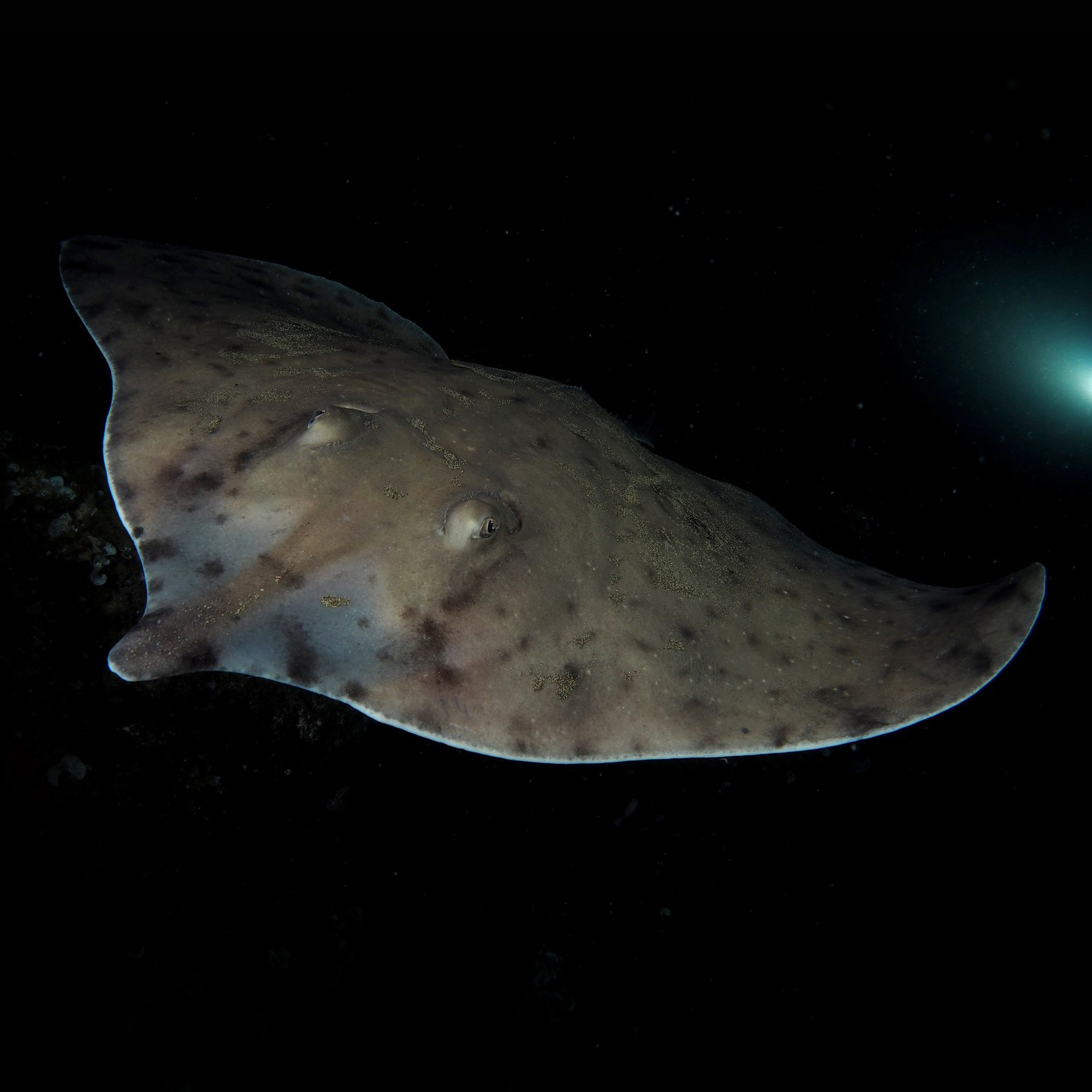 monkfish-suffolk-biodiversity-information-service
